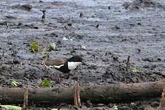 Erythrogonys cinctus