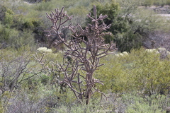 Cylindropuntia thurberi versicolor