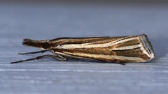 Hednota relatalis