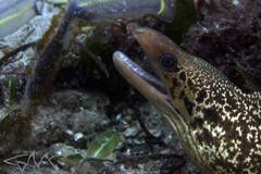 Gymnothorax cribroris