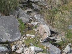 Epilobium macropus