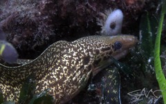 Gymnothorax cribroris