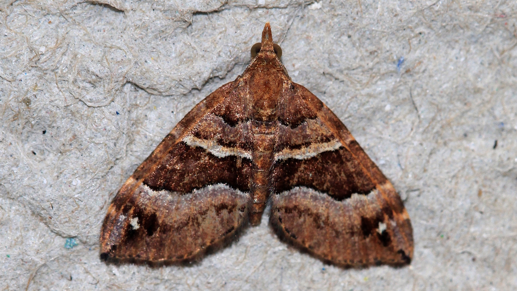 Chaetolopha emporias