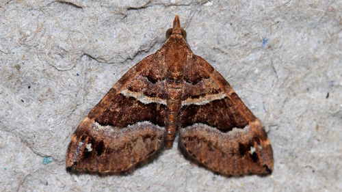 Chaetolopha emporias (Turner, 1904)