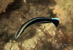 Aspidontus taeniatus