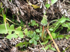 Taraxacum zealandicum