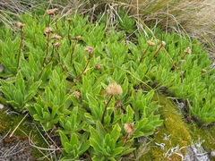 Celmisia prorepens