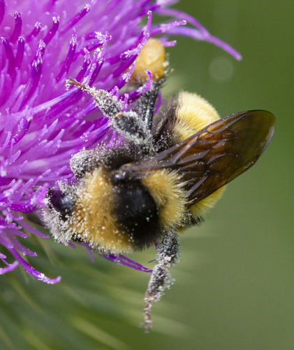 Bombus borealis image