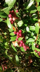 Gaultheria insana