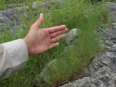 Muhlenbergia richardsonis