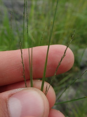Muhlenbergia richardsonis