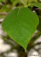 Magnoliopsida
