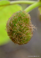 Magnoliopsida