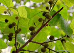 Magnoliopsida