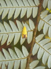 Gymnobathra flavidella