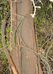 Magnoliopsida