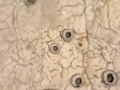 Stictis urceolata image