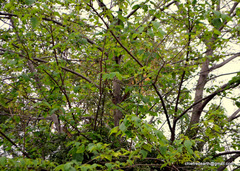 Magnoliopsida