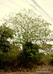 Magnoliopsida