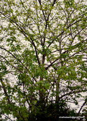 Magnoliopsida