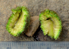 Magnoliopsida