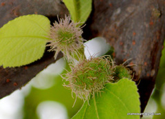 Magnoliopsida