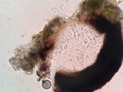 Anisomeridium carinthiacum