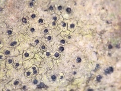 Anisomeridium carinthiacum