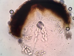 Thelidium pyrenophorum