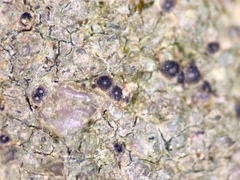 Thelidium pyrenophorum