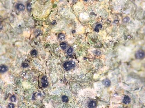 Representative image of Thelidium pyrenophorum