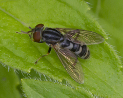 Anasimyia