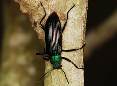 Strongylium haemorrhoidale