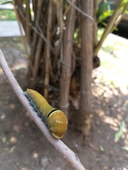 Papilio multicaudata