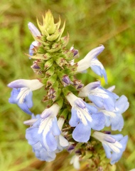 Salvia uliginosa