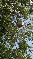 Thaumetopoea processionea