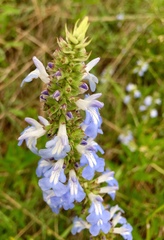 Salvia uliginosa