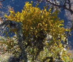 Phoradendron brachystachyum