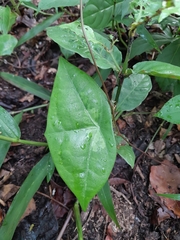 Passiflora megacoriacea image