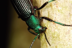 Strongylium haemorrhoidale