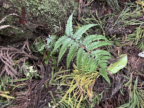 Athyrium arisanense iNat (1)