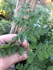 Daucus pusillus