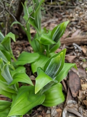 Maianthemum