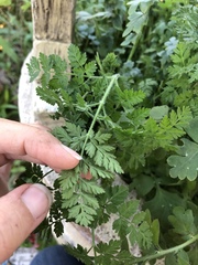 Daucus pusillus