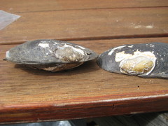 Hyridella drapeta