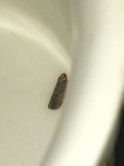 Synecdoche impunctata