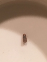 Synecdoche impunctata
