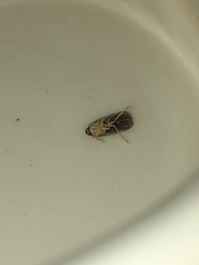 Synecdoche impunctata