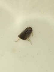 Synecdoche impunctata