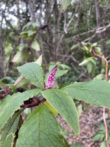 Phytolacca sandwicensis observed 2023-08-23